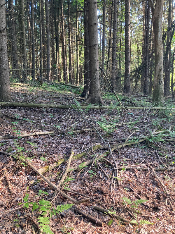 forest above road
