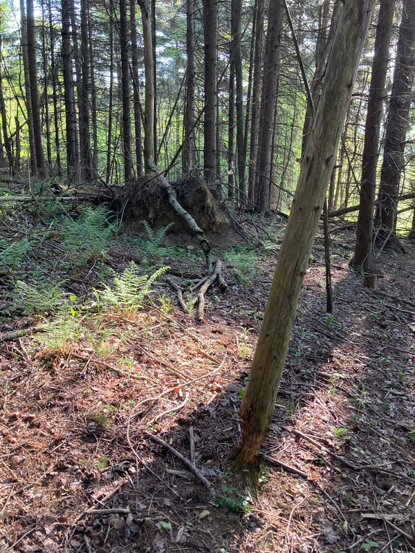 forest above road
