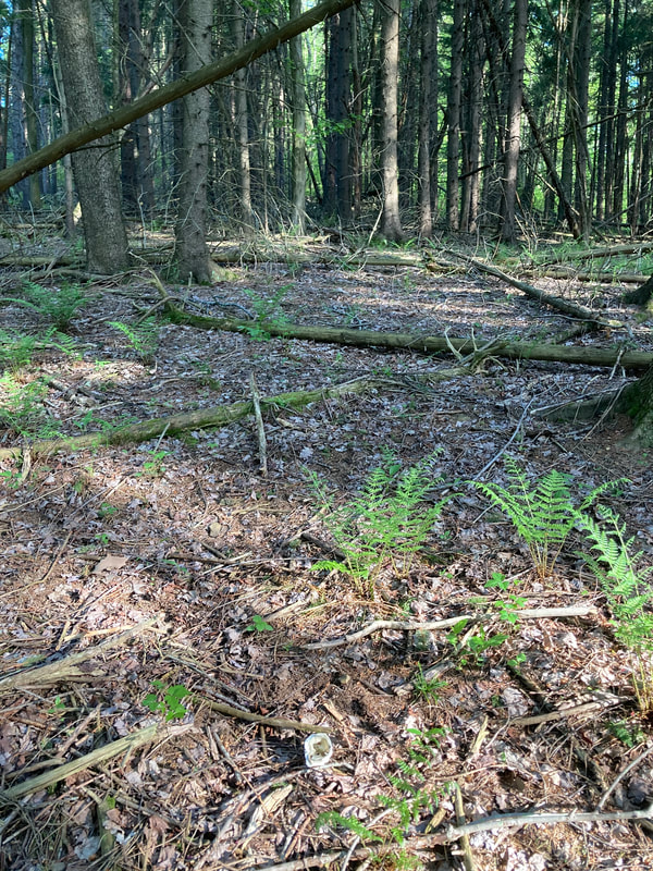 forest above road