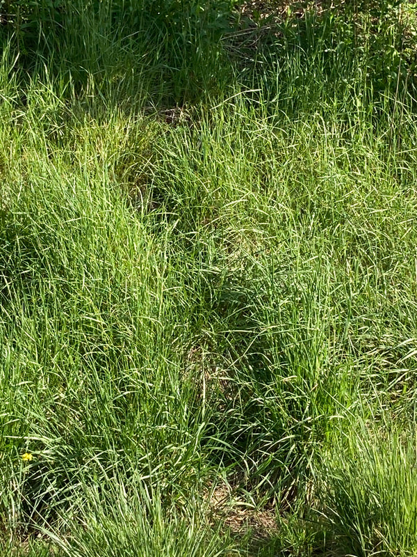 large impressions in the tall grass going up embankment
