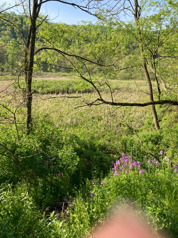 marshlands across road on left side