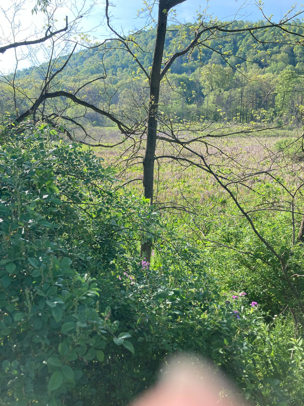 marshlands across roadway on left side
