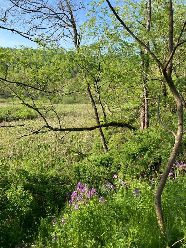 marsh land area across roadway on the left side