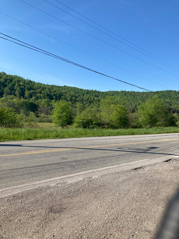 forest where unusual sounds were heard during investigation